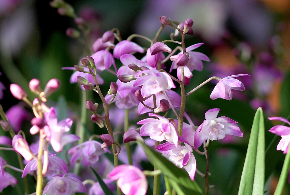 Dendrobium kingianum (pink rock orchid) (alternate view 10)