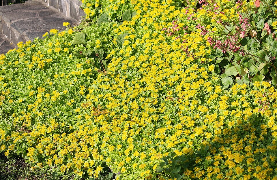Phedimus kamtschaticus (Orange Stonecrop) (alternate view 7)