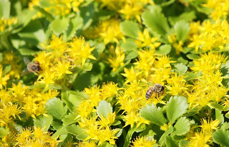 Phedimus kamtschaticus (Orange Stonecrop) (alternate view 8)