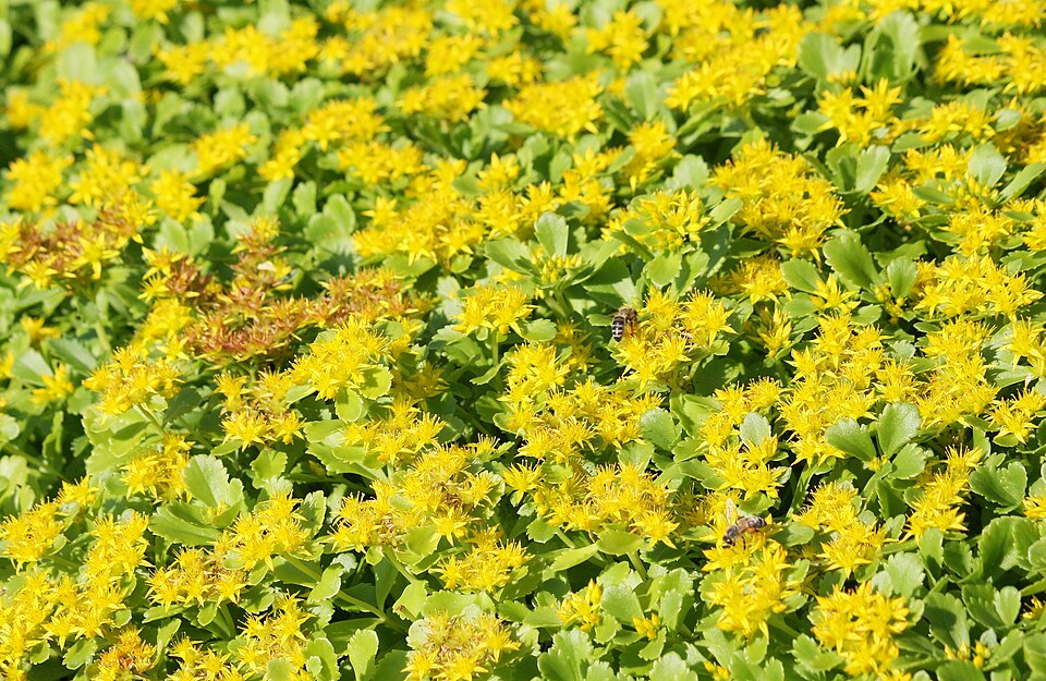 Phedimus kamtschaticus (Orange Stonecrop) (alternate view 9)