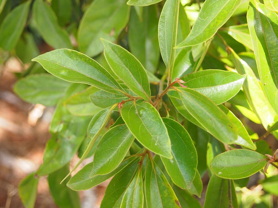 Cryptocarya triplinervis (Brown Laurel) (alternate view 3)