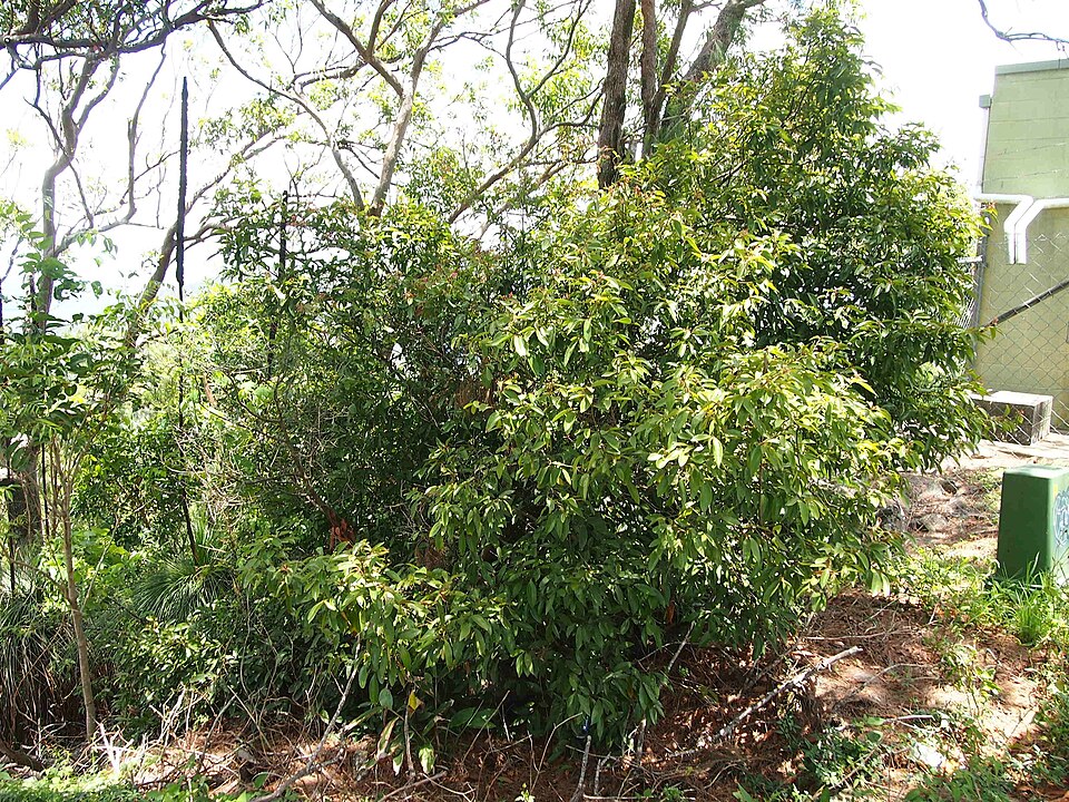 Cryptocarya triplinervis (Brown Laurel) (alternate view 4)