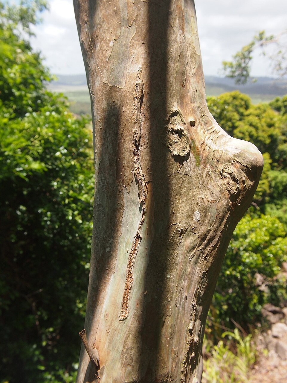 Gossia bidwillii (Python Tree) (alternate view 9)