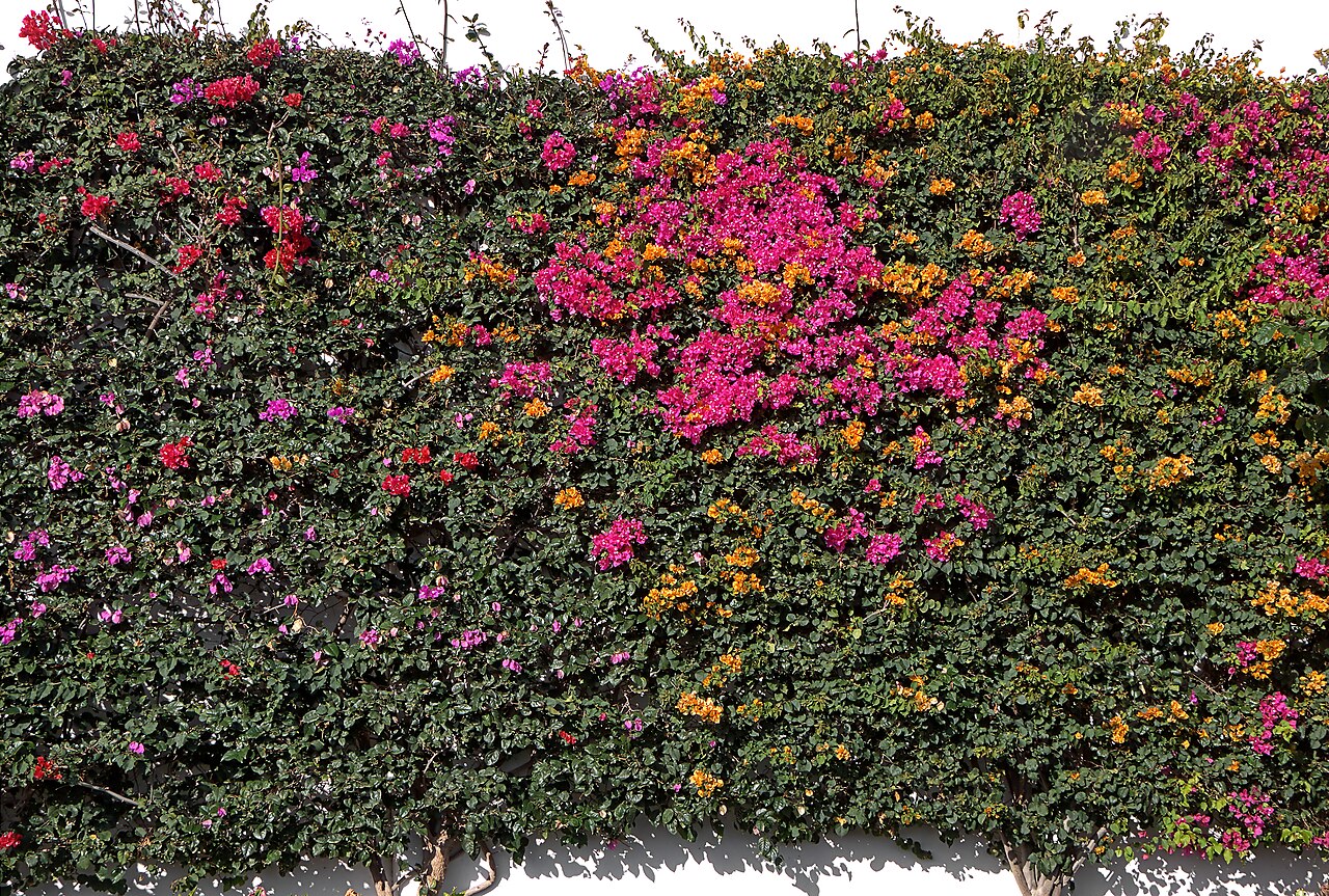Bougainvillea glabra, Bougainvillea — climbing evergreen (Nyctaginaceae) (image 4 of 10)