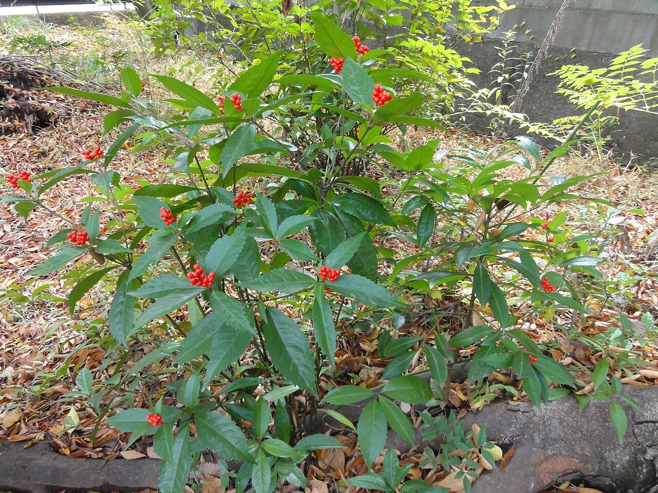 Sarcandra glabra, Senryo — upright evergreen (Chloranthaceae) (image 4 of 10)