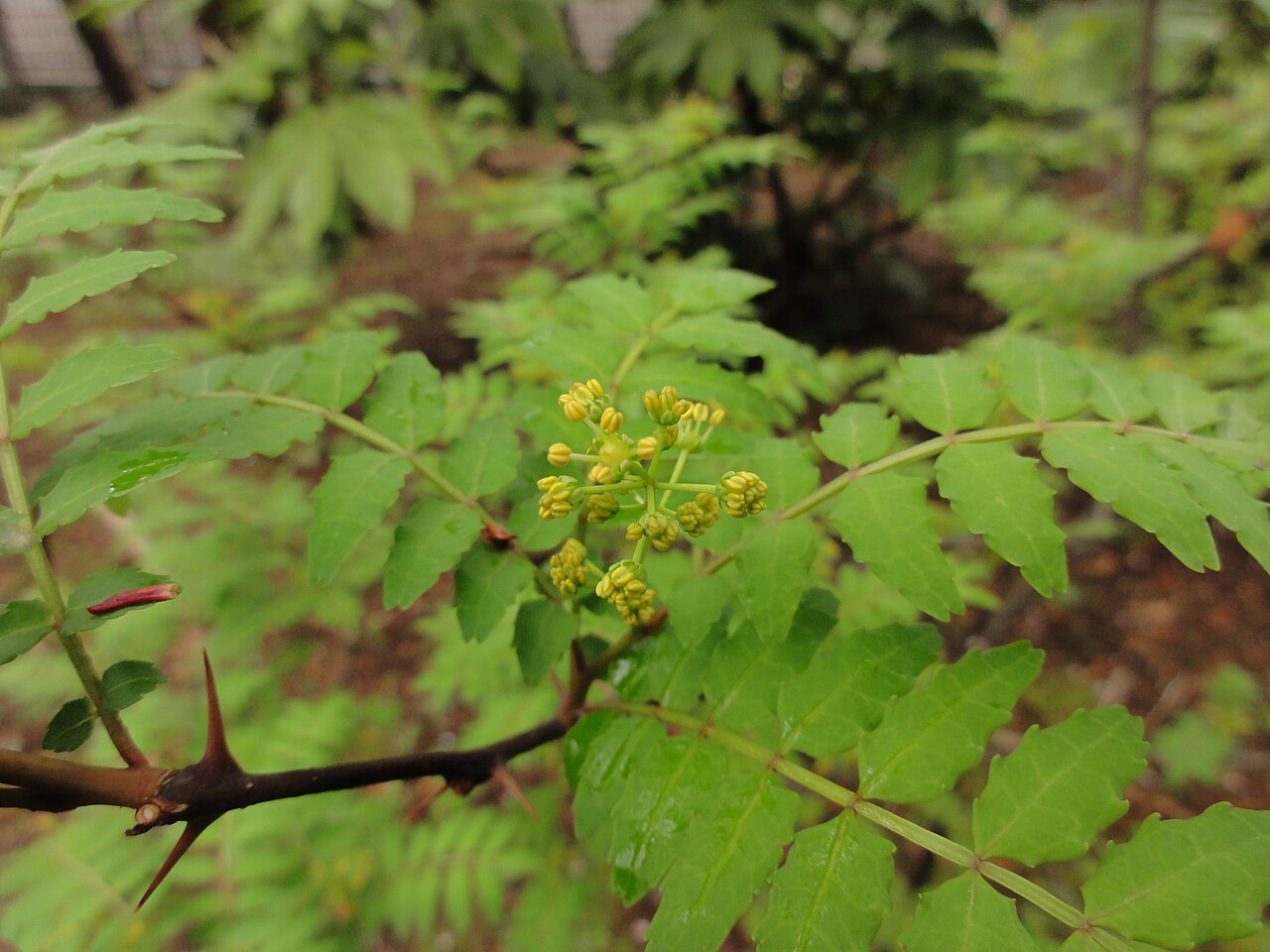 Zanthoxylum piperitum, Japanese pepper — upright deciduous (Rutaceae) (image 7 of 10)