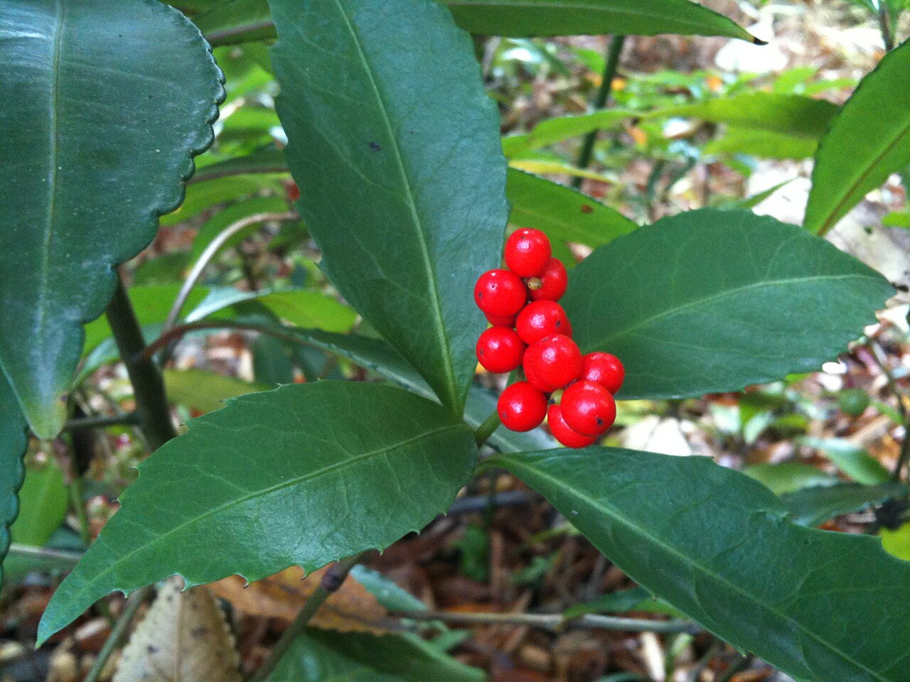 Sarcandra glabra, Senryo — upright evergreen (Chloranthaceae) (image 5 of 10)