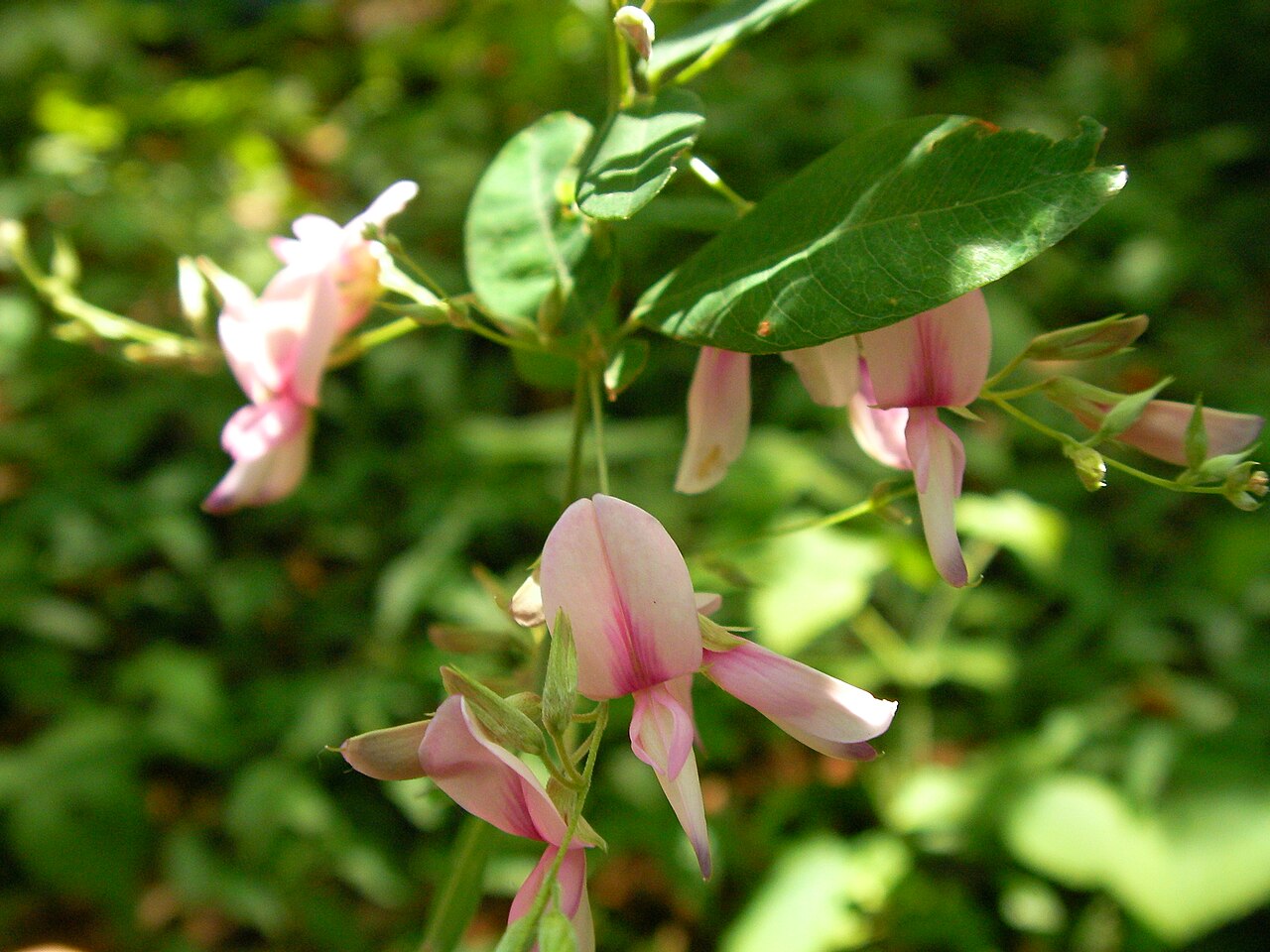 Lespedeza bicolor, Shrubby bush clover — spreading deciduous (Fabaceae) (image 6 of 10)