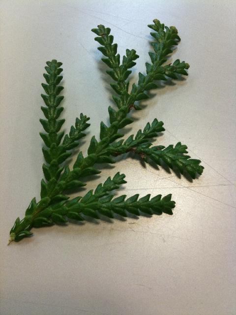 Thujopsis dolabrata (Japanese false arborvitae) (alternate view 7)