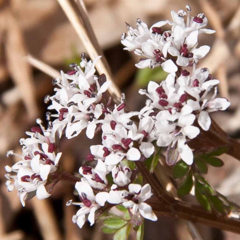 Erigenia bulbosa (harbinger of spring) (alternate view 9)