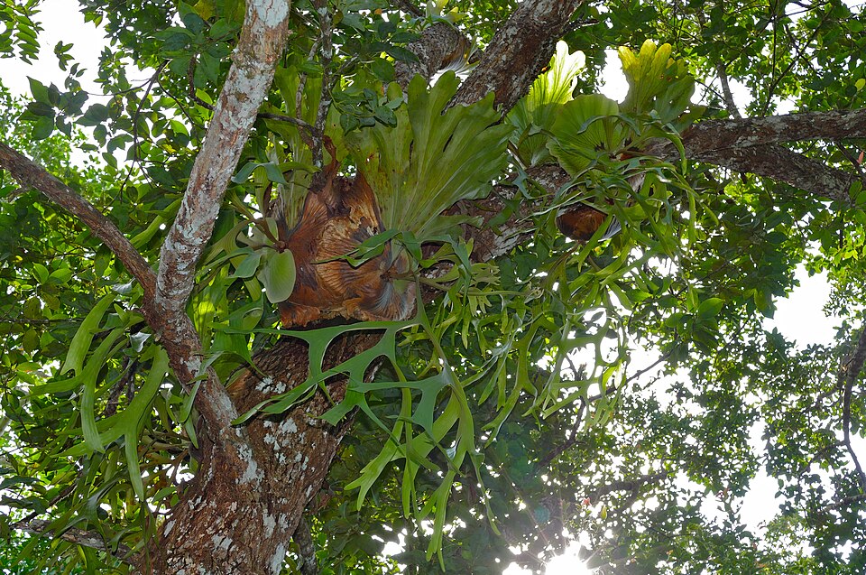 Platycerium (staghorn ferns) (alternate view 4)