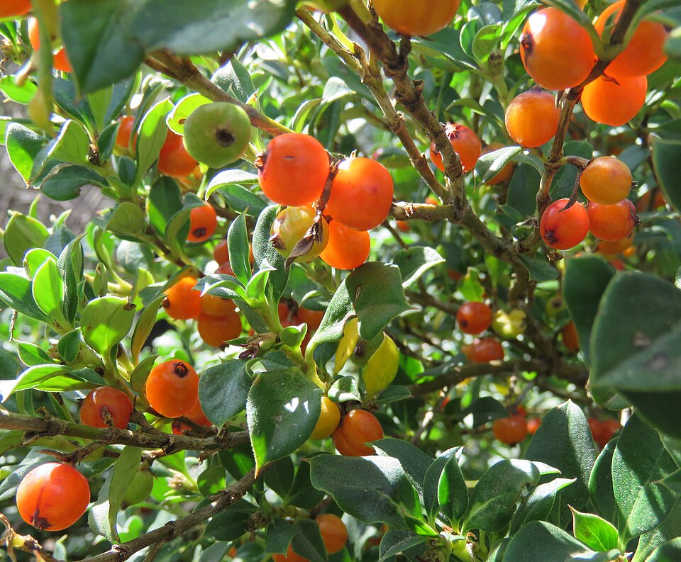 Coprosma hirtella (Rough Coprosma) (alternate view 6)