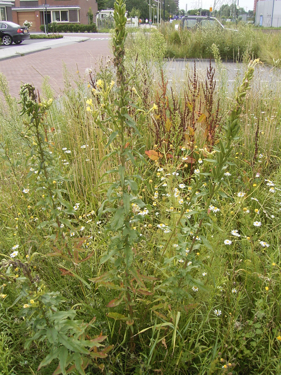 Oenothera parviflora (northern evening-primrose) (alternate view 9)