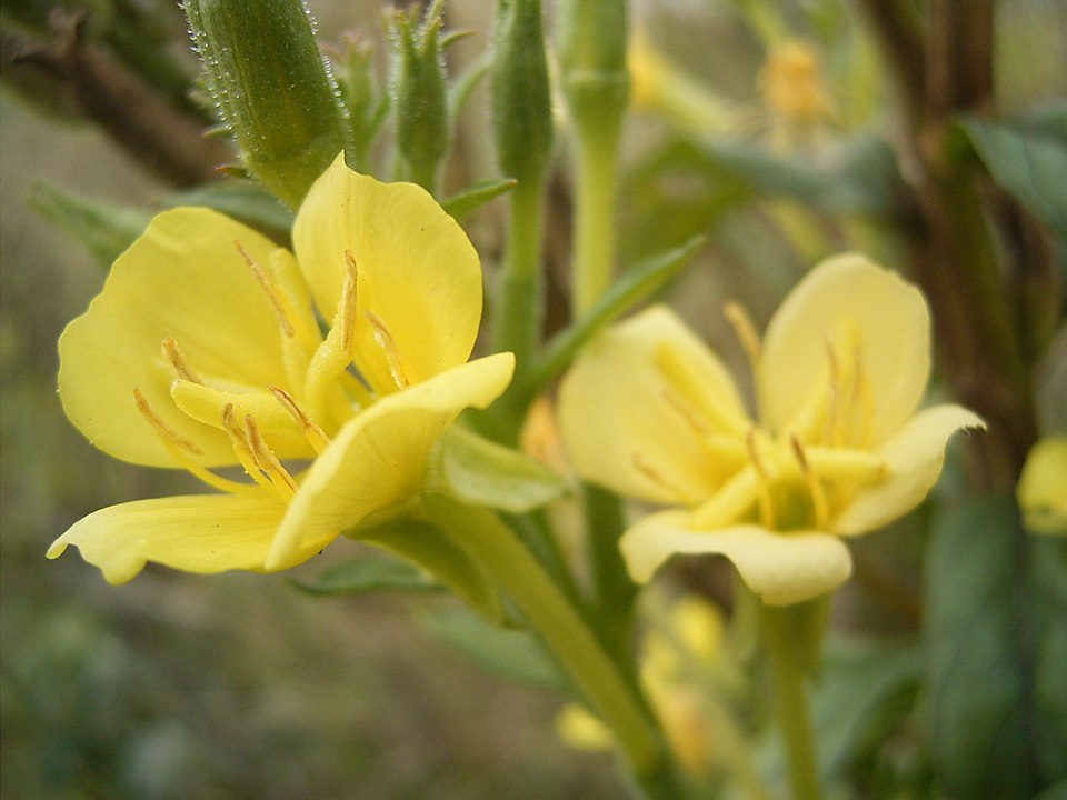 Oenothera parviflora (northern evening-primrose) (alternate view 10)