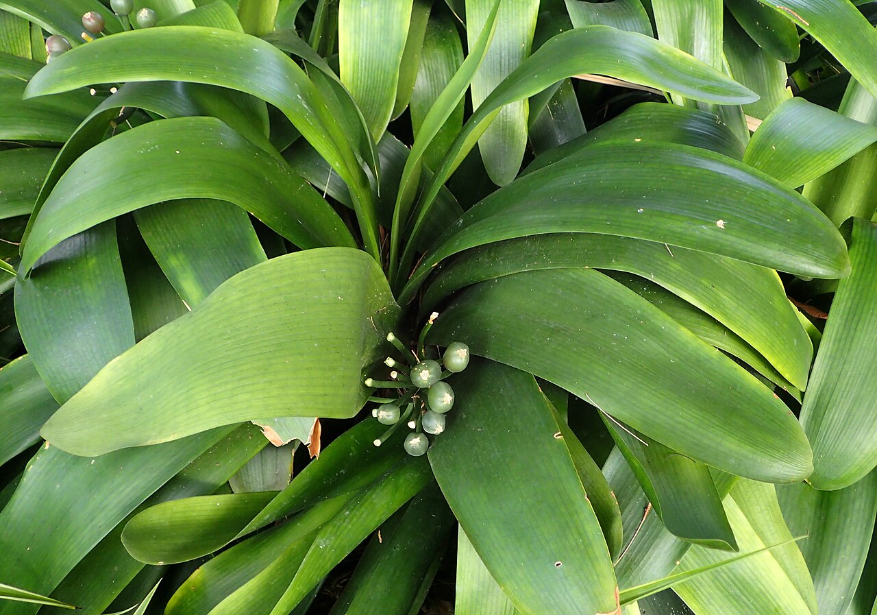 Clivia miniata, Clivia — clumping evergreen (Amaryllidaceae) (image 10 of 10)