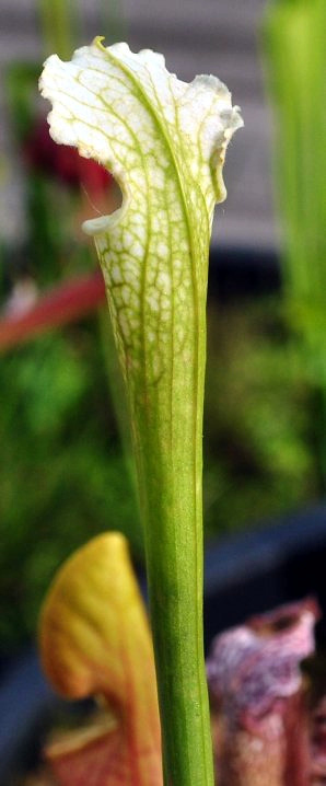 Sarracenia leucophylla (white pitcher plant) (alternate view 7)