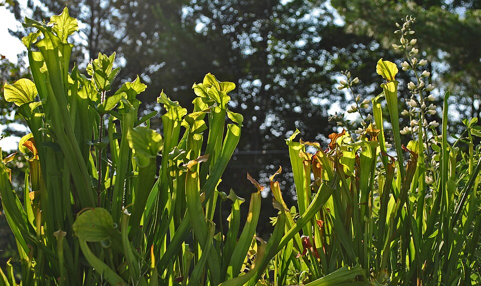 Sarracenia (North American pitcher plants) (alternate view 5)