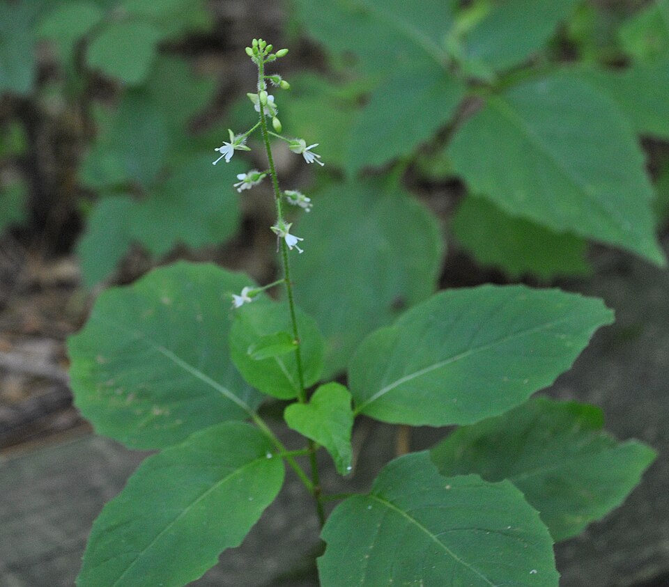 Circaea canadensis (broadleaf enchanter's nightshade)