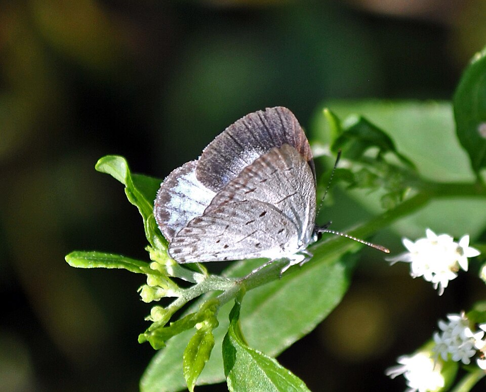 Stevia (alternate view 5)