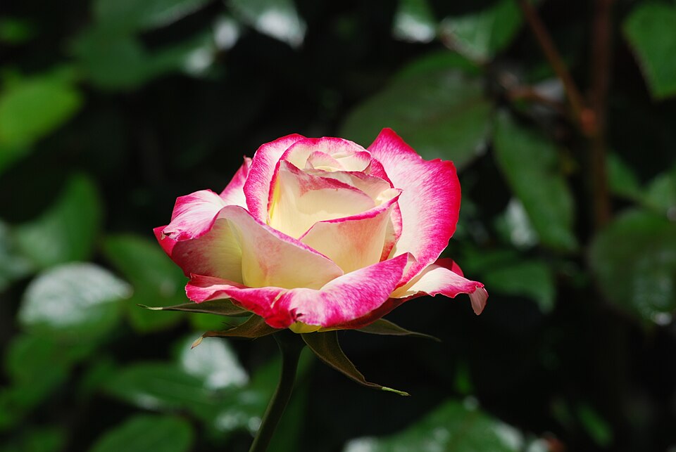 Rosa 'Double Delight' (Double Delight Rose)