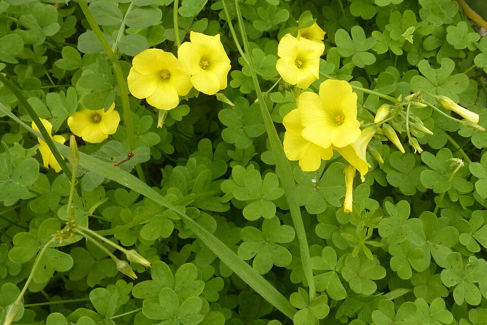 Oxalis pes-caprae (Bermuda buttercup)