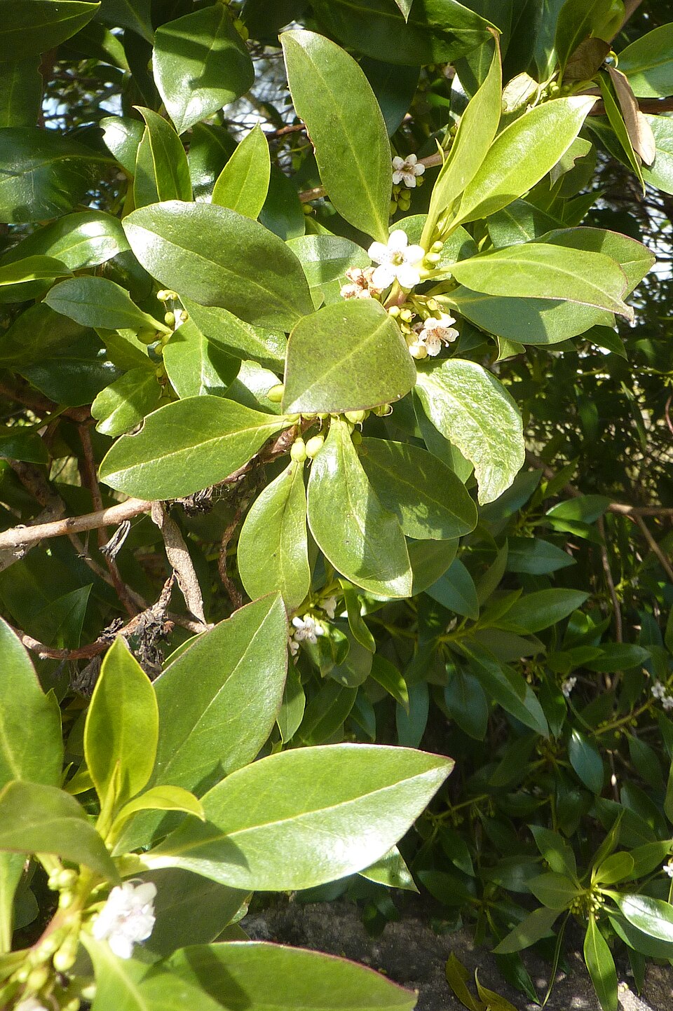 Myoporum (Ngaios) (alternate view 4)