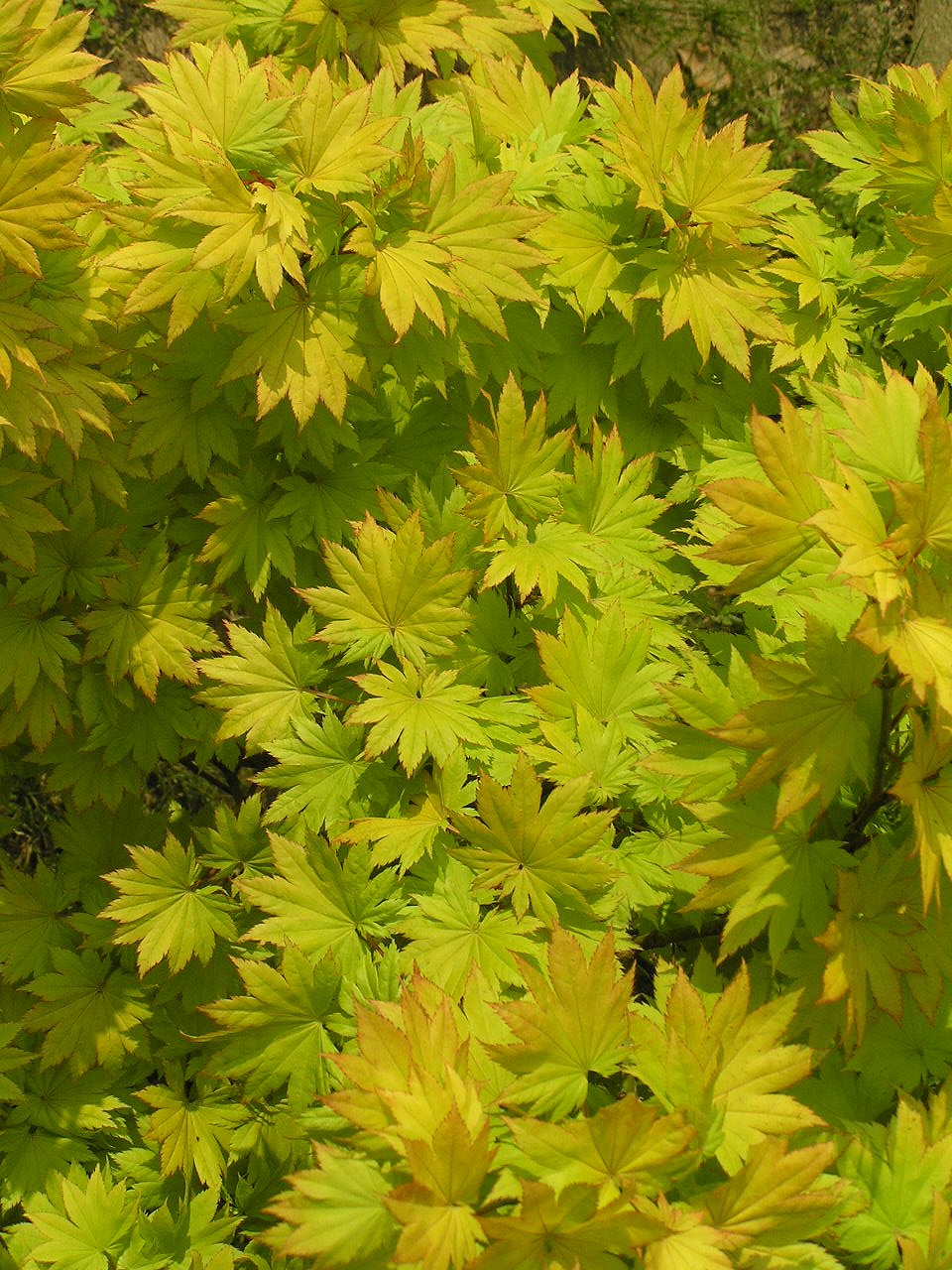 Acer shirasawanum, Shirasawa maple — upright deciduous (Sapindaceae) (image 3 of 10)
