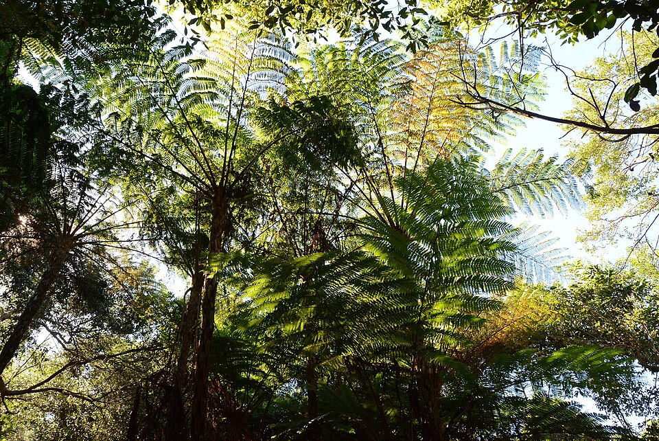 Dicksonia antarctica (man fern) (alternate view 4)