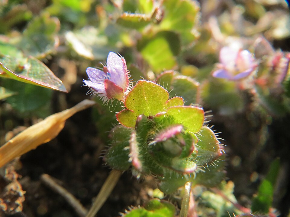 Veronica sublobata (Pink Ivy-leaved Speedwell)