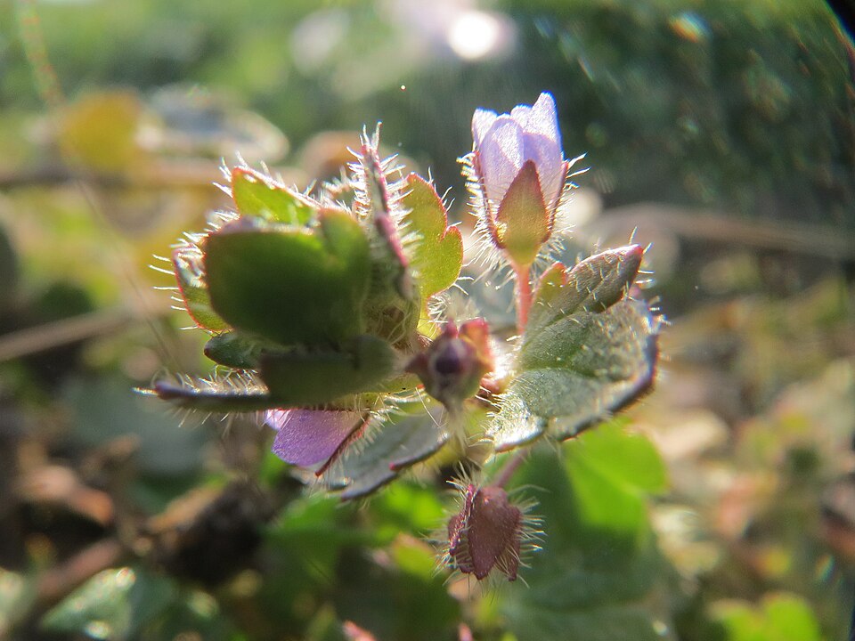 Veronica hederifolia (Ivy-leaved Speedwell)