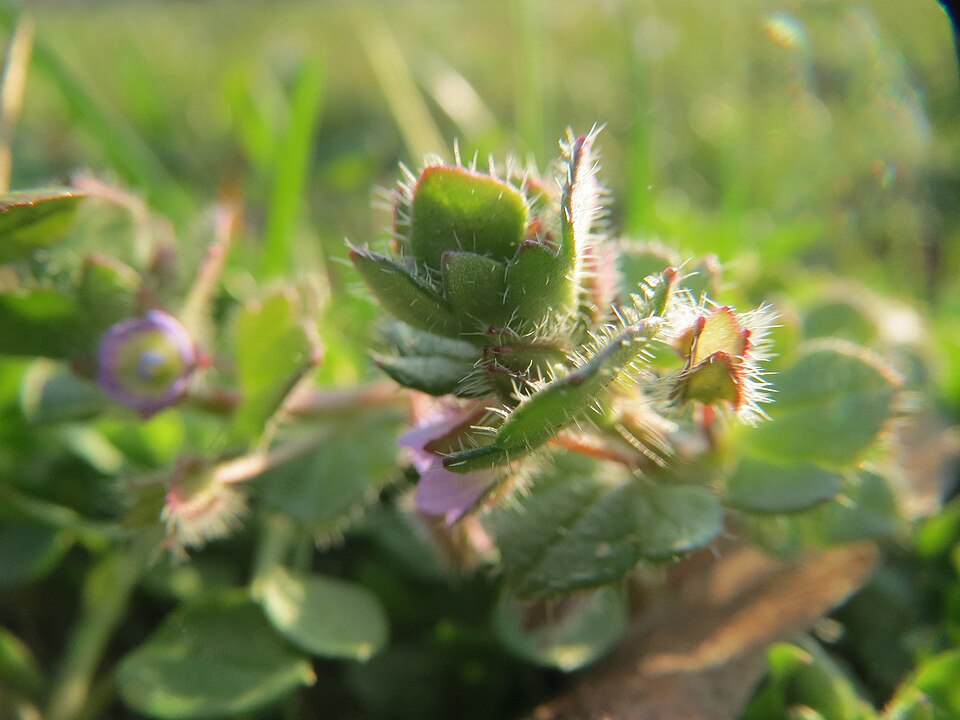 Veronica hederifolia (Ivy-leaved Speedwell)