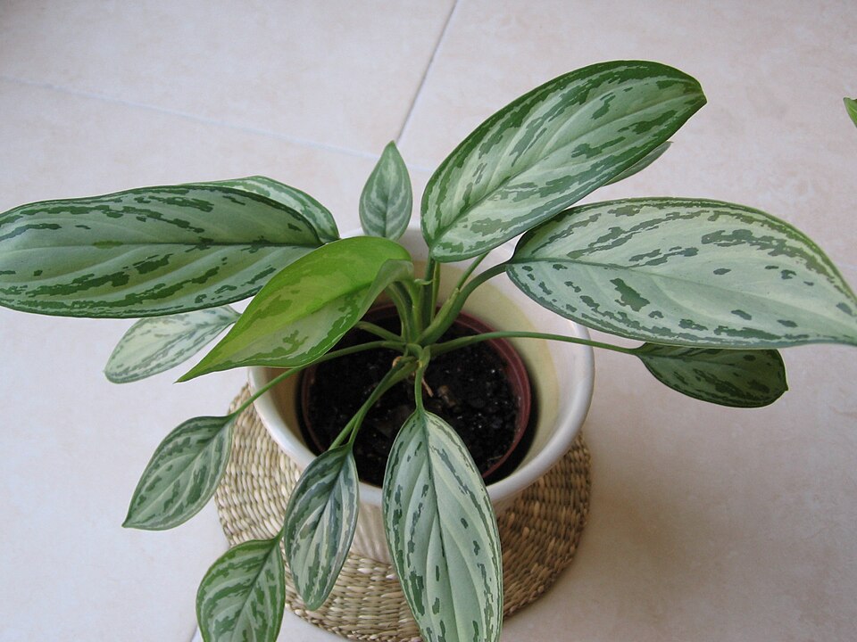 Aglaonema commutatum (Chinese Evergreen) (alternate view 13)