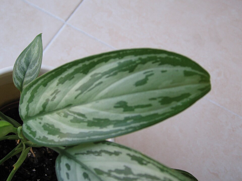 Aglaonema commutatum (Chinese Evergreen) (alternate view 14)