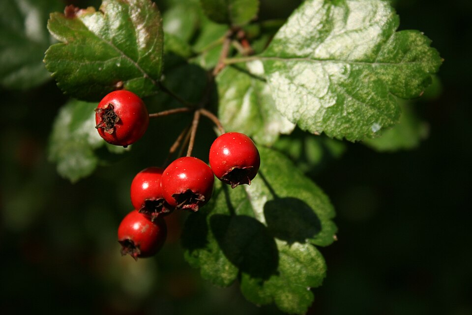 Crataegus laevigata (English Hawthorn) (alternate view 10)