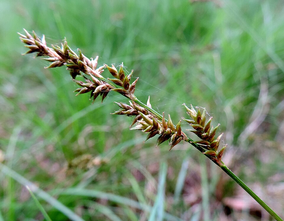 Carex elongata (elongated sedge) (alternate view 8)