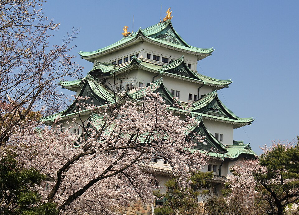 Prunus × yedoensis (Yoshino flowering cherry) (alternate view 6)