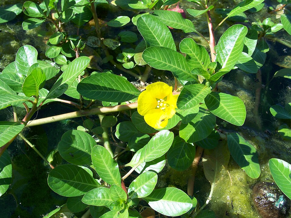 Ludwigia peploides (floating primrose-willow) (alternate view 6)