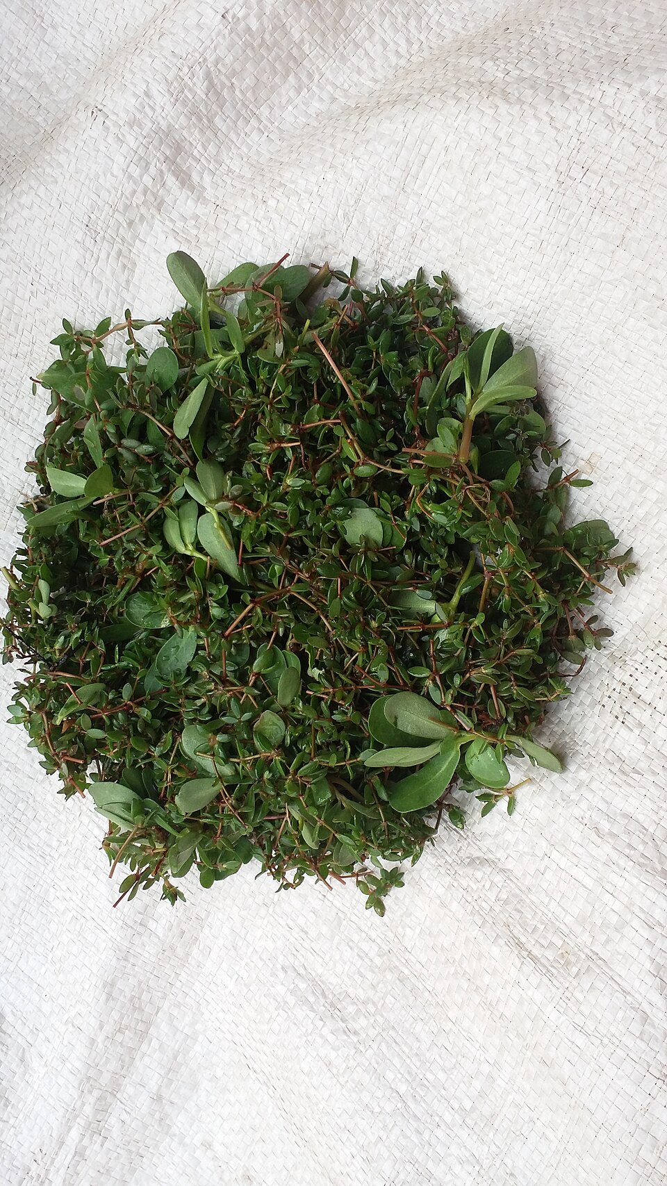 Valerianella (Cornsalads) (alternate view 5)