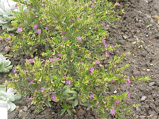 Cuphea hyssopifolia, Mexican heather — mounding evergreen (Lythraceae) (image 2 of 9)