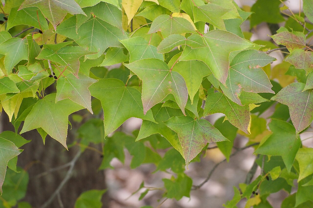 Liquidambar formosana, Chinese sweetgum — upright deciduous (Altingiaceae) (image 4 of 7)