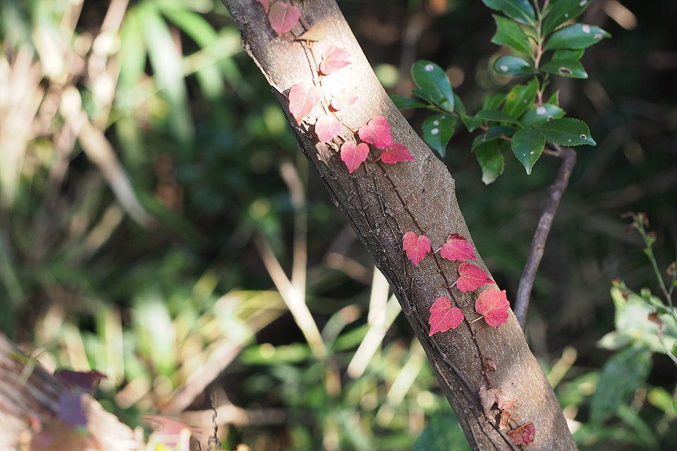 Parthenocissus tricuspidata (Boston ivy) (alternate view 7)