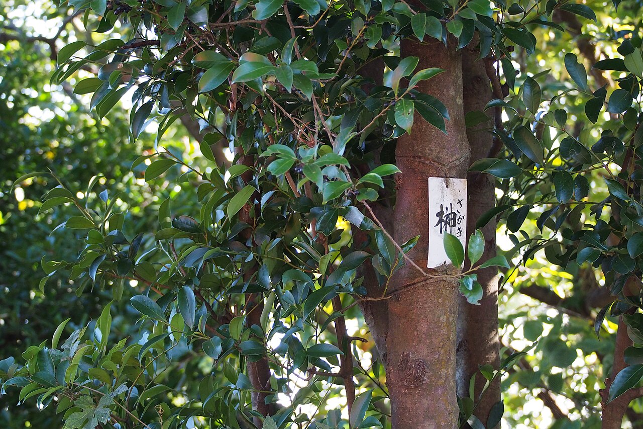 Cleyera japonica, Sakaki — upright evergreen (Pentaphylacaceae) (image 6 of 8)