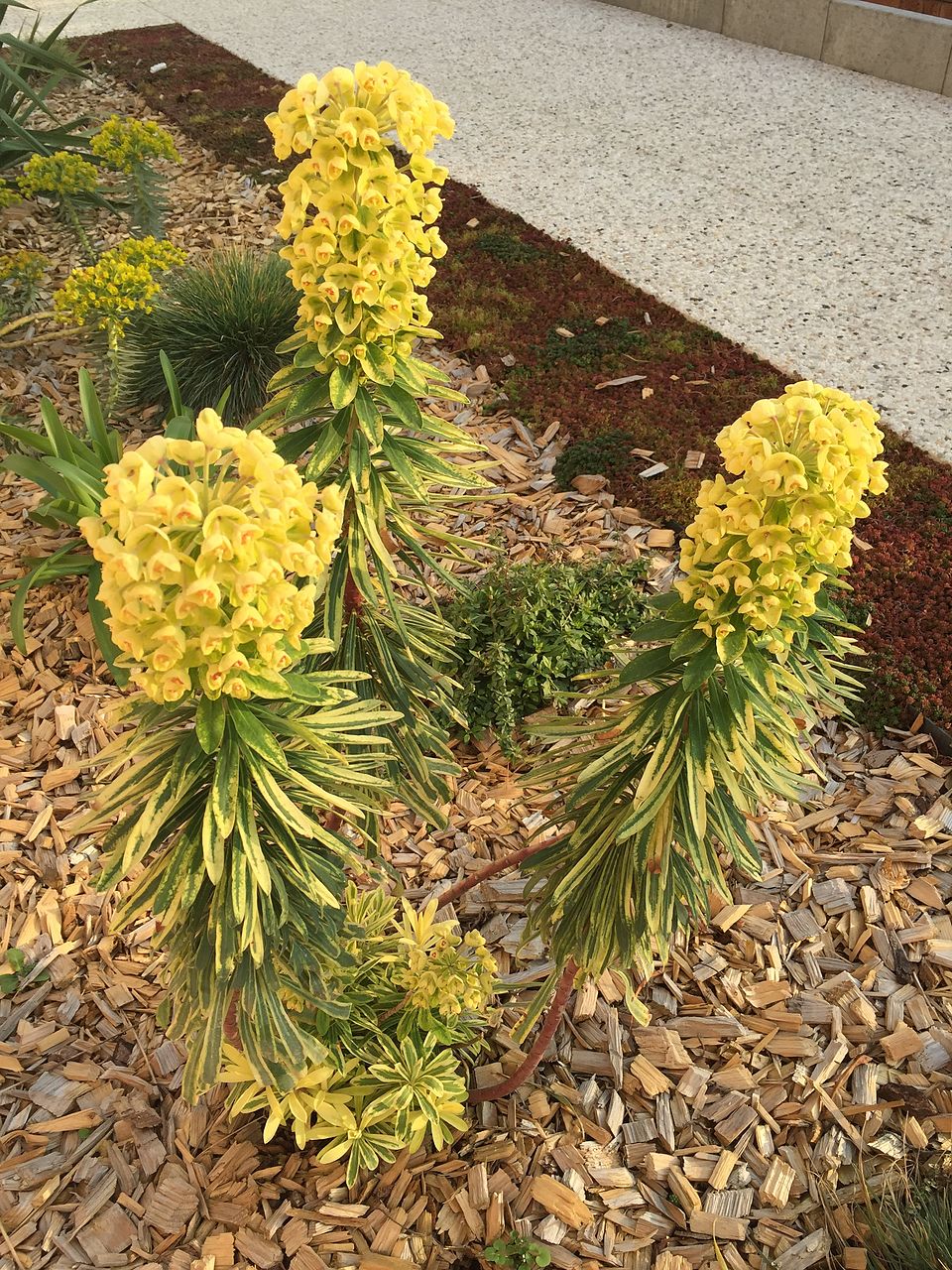 Euphorbia characias ssp. 'Tasmanian Tiger' (Tasmanian Tiger Spurge) (alternate view 2)