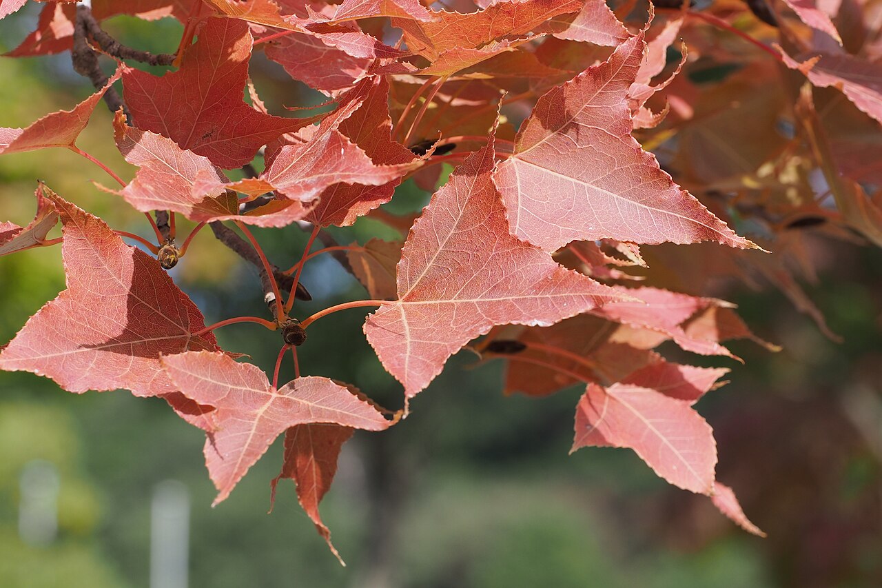 Liquidambar formosana, Chinese sweetgum — upright deciduous (Altingiaceae) (image 5 of 7)
