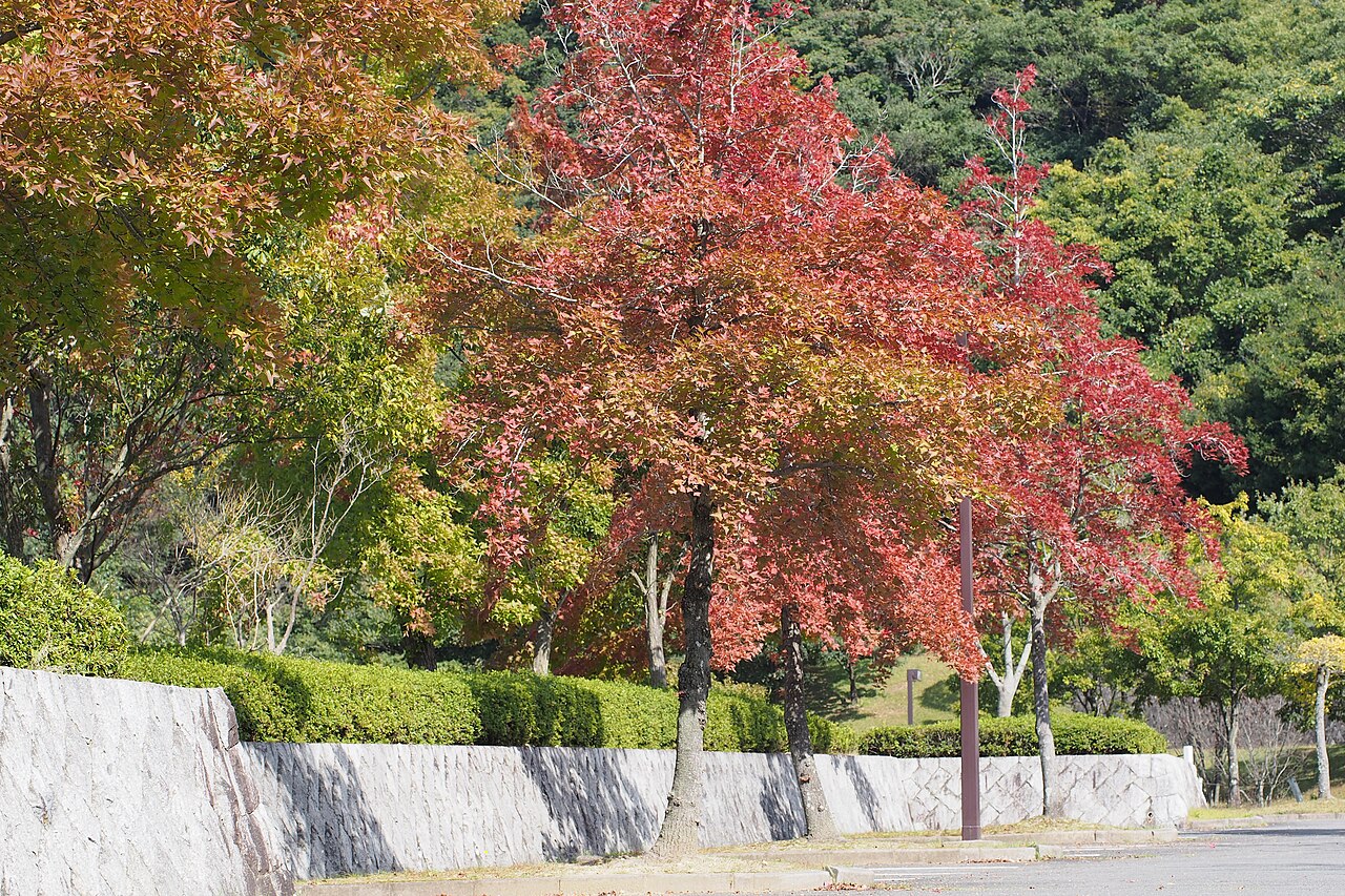 Liquidambar formosana, Chinese sweetgum — upright deciduous (Altingiaceae) (image 6 of 7)