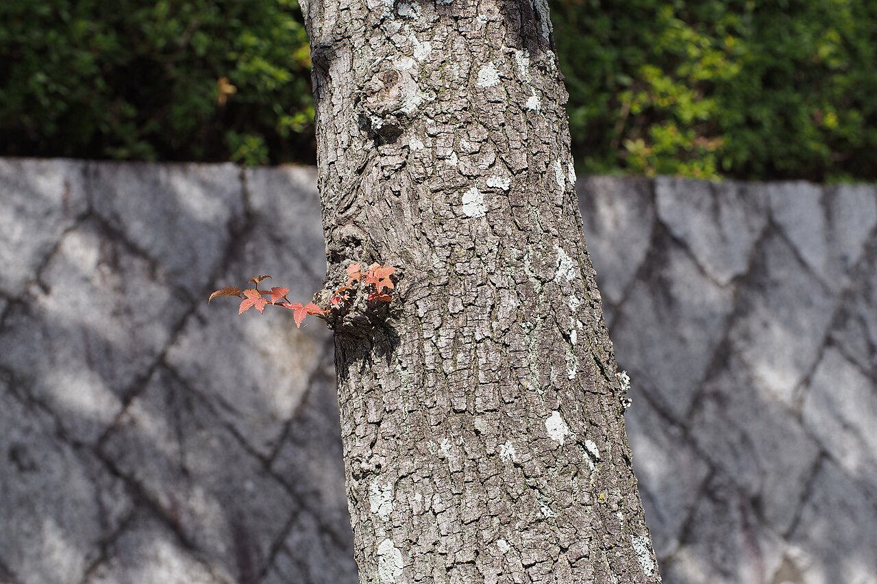 Liquidambar formosana, Chinese sweetgum — upright deciduous (Altingiaceae) (image 7 of 7)
