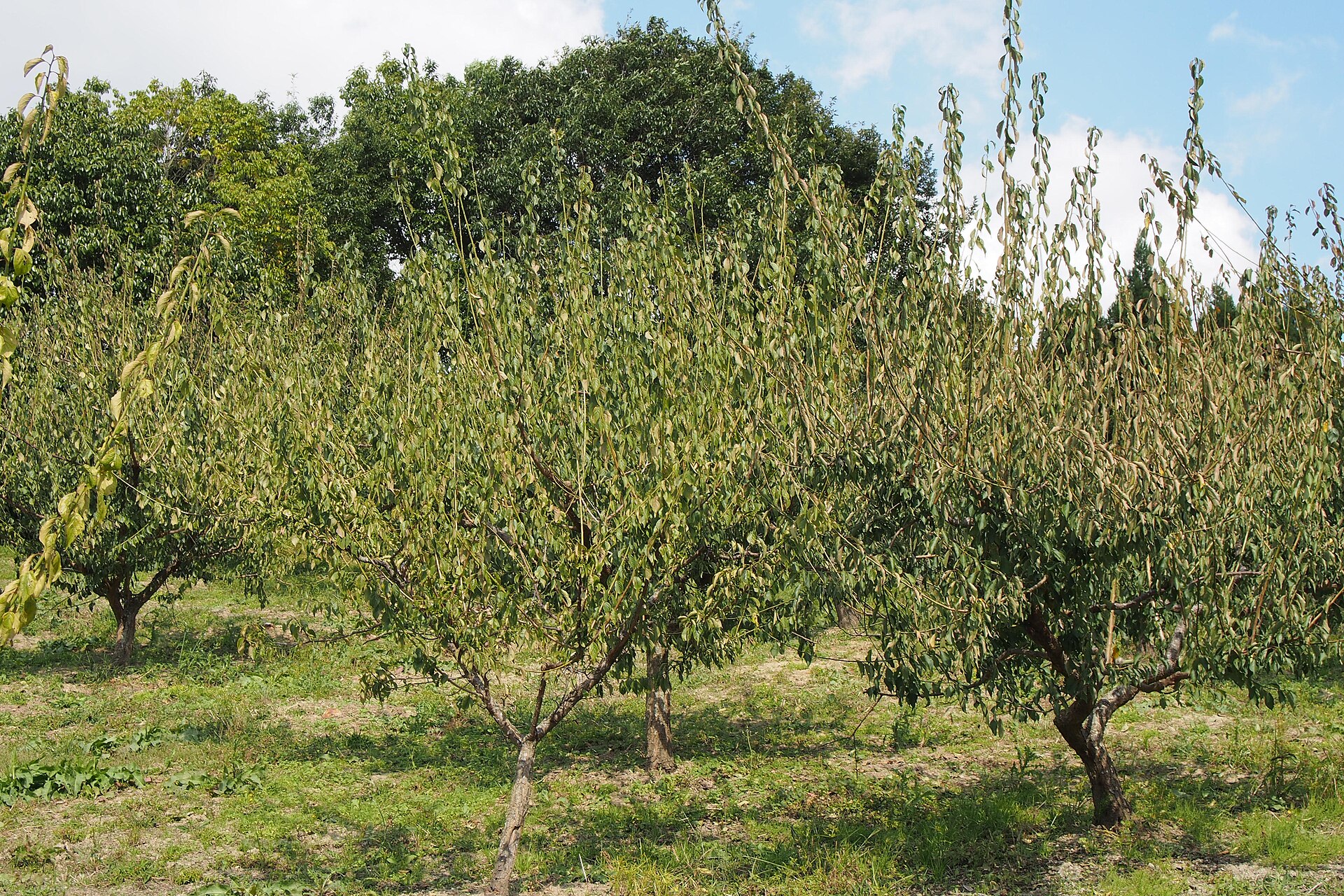 Prunus mume, Japanese apricot — upright deciduous (Rosaceae) (image 4 of 4)