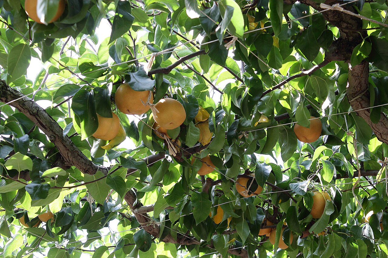 Pyrus pyrifolia, Asian pear — upright deciduous (Rosaceae) (image 7 of 9)