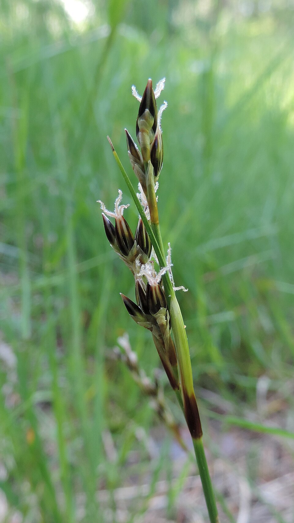 Juncus squarrosus (heath rush)