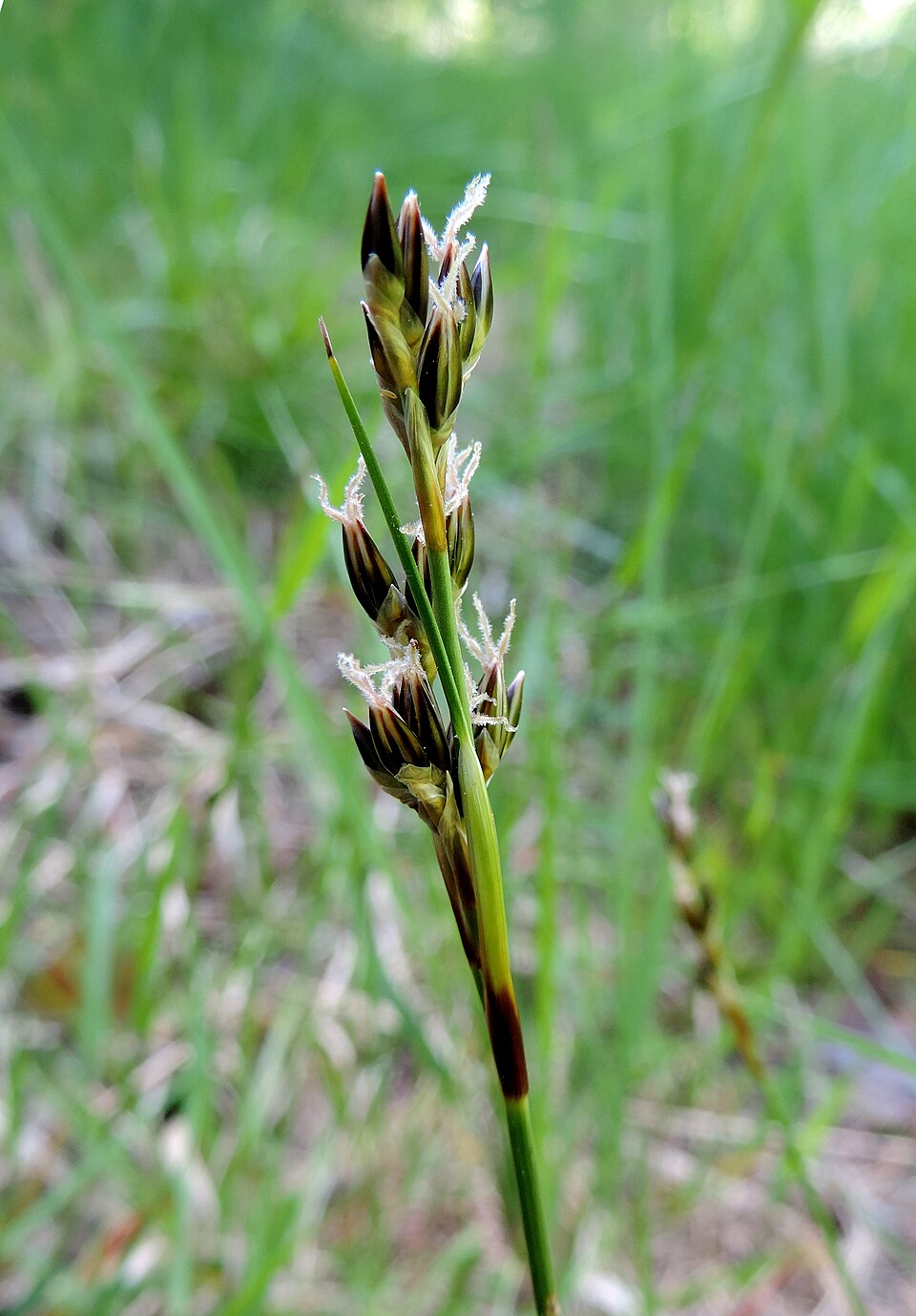 Juncus squarrosus (heath rush)